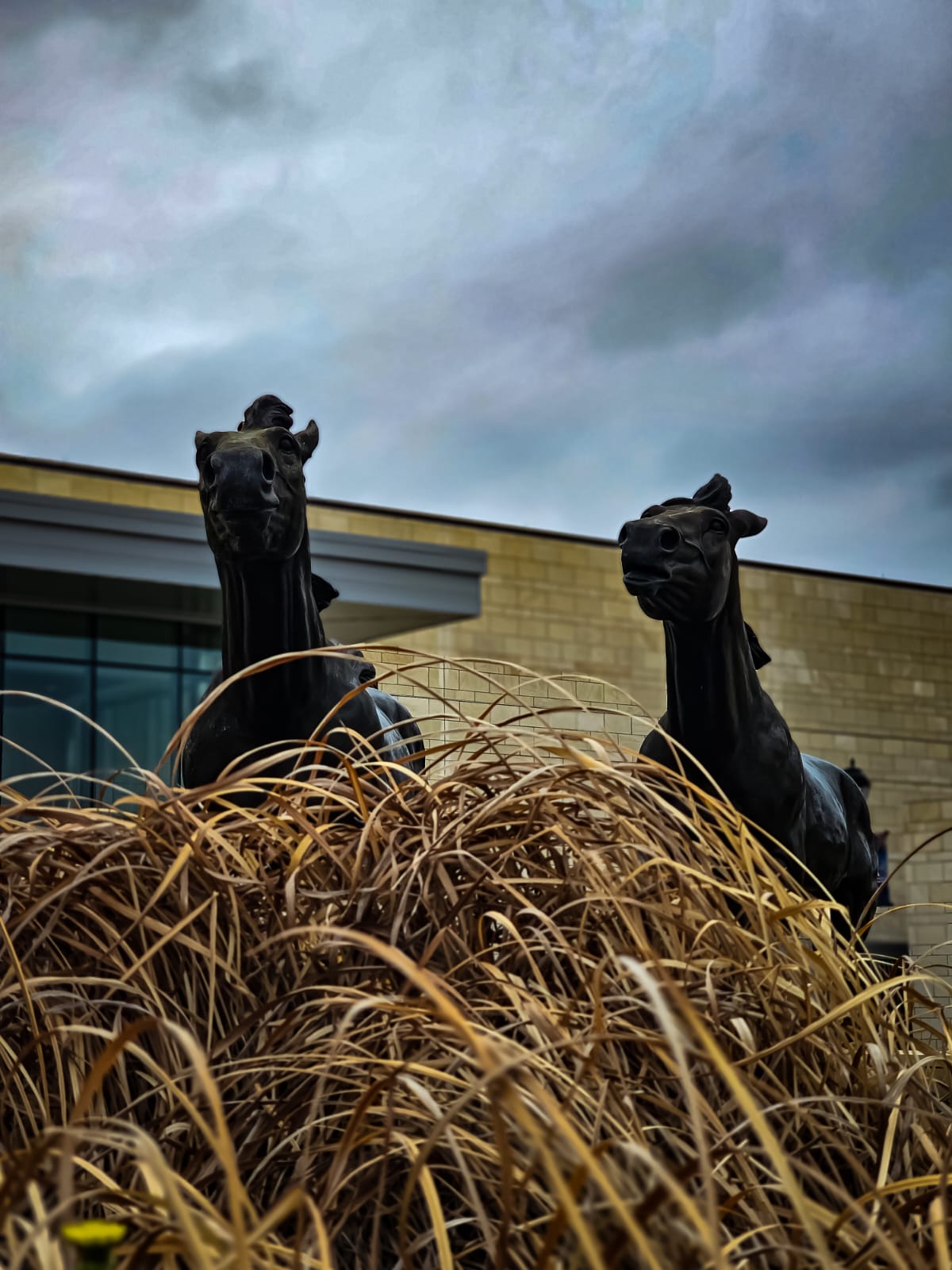 Horses at UTA