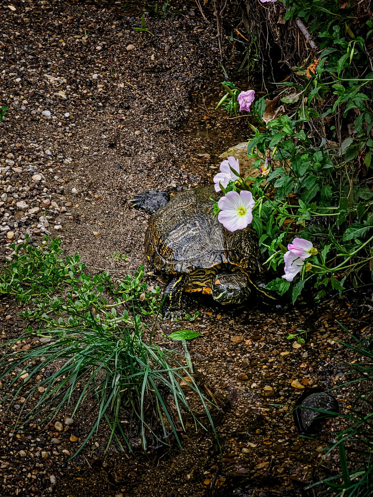 Turtle's Day Out